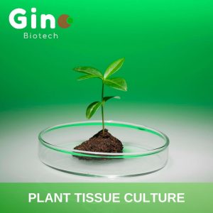 Plant Tissue Culture_Gino Biotech_Hydrocolloid Suppliers