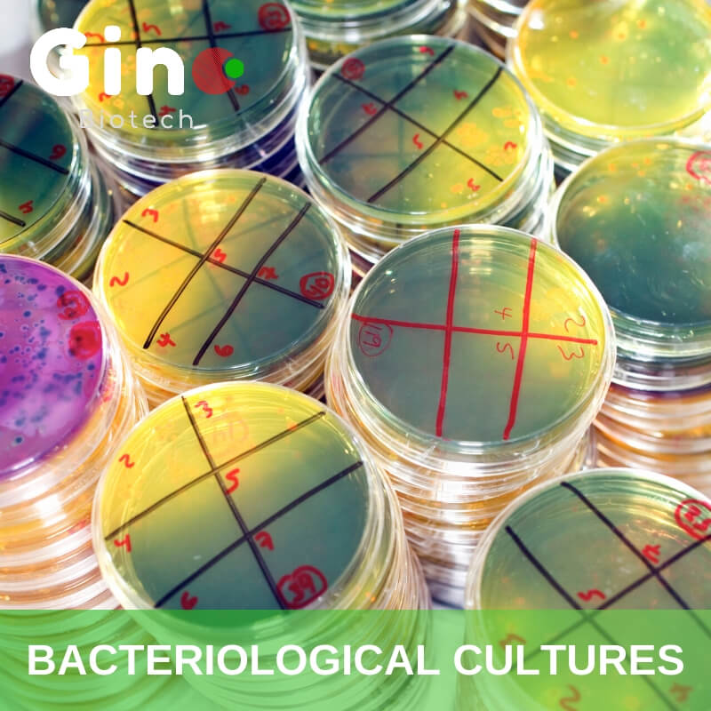 Bacteriological Agar - Culture Media Applications 9002-18-0