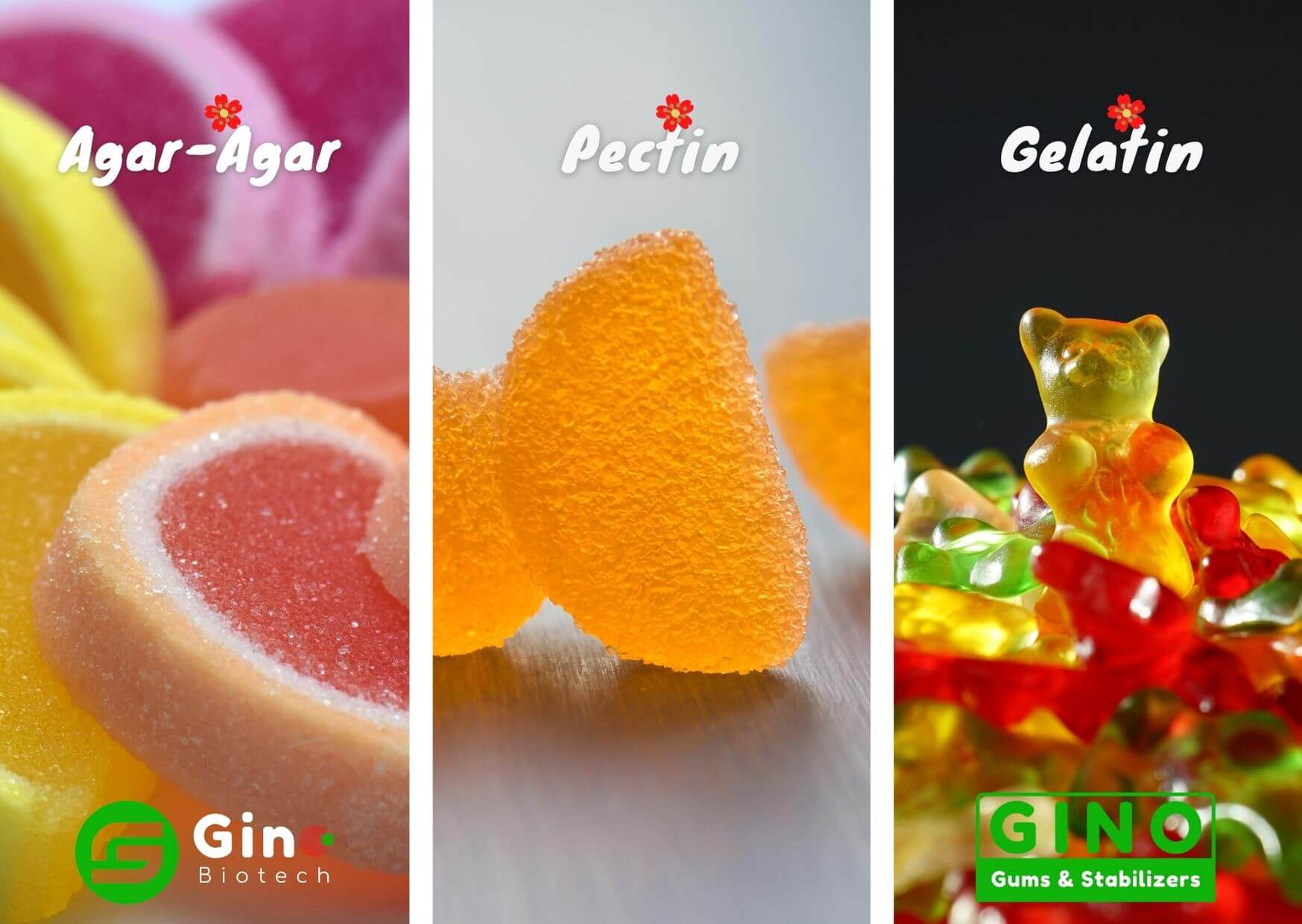 Carrageenan The No. 1 Perfect Gelatin Replacer in Vegan Gummy Candy