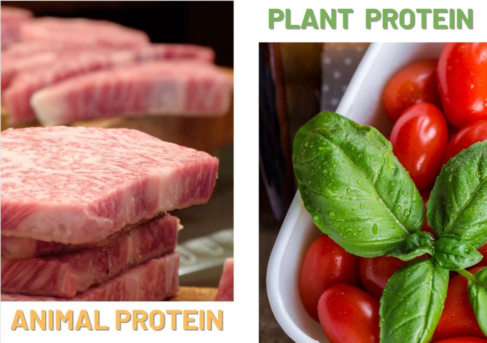 2020 vegan meat market | plant protein vs meat protein