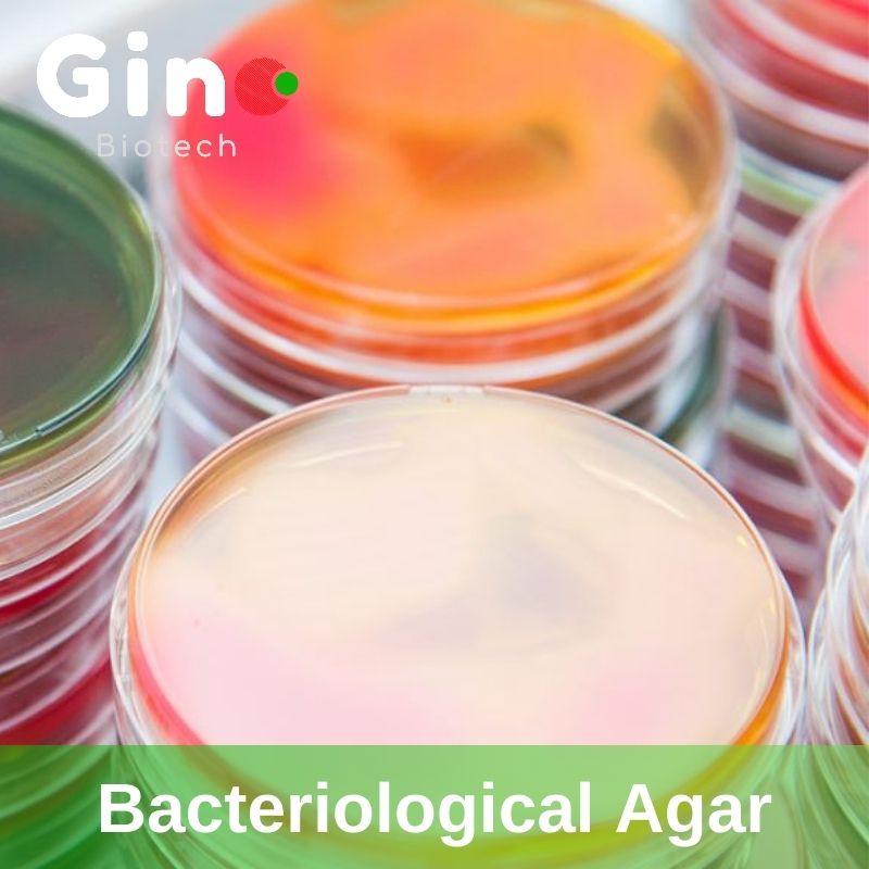 Bacteriological Agar Gino Biotech 4