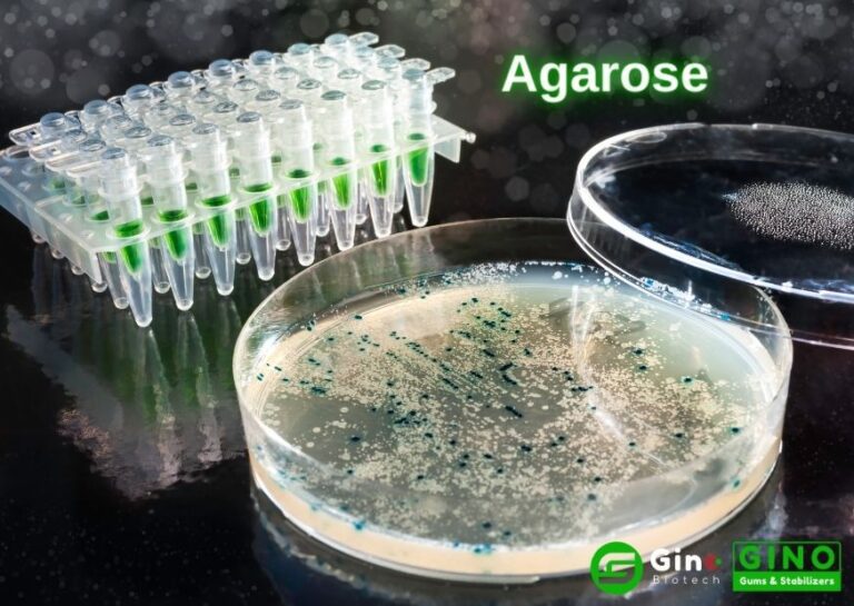 E406 Agar vs Agarose Big Difference between Agar and Agarose