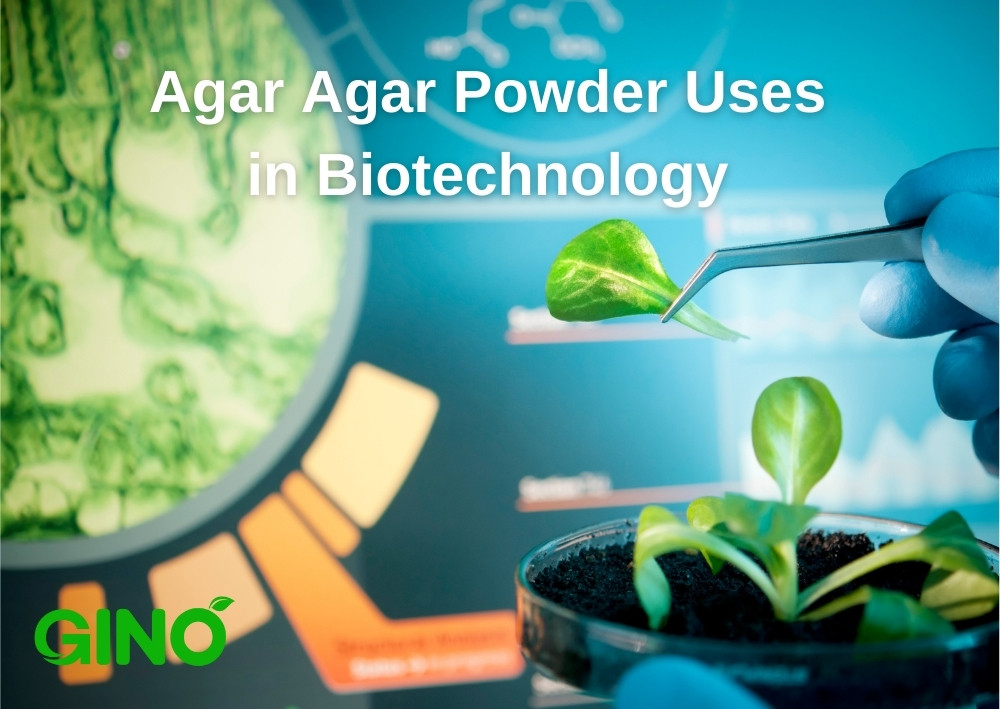 Agar Agar Powder Uses in Biotechnology