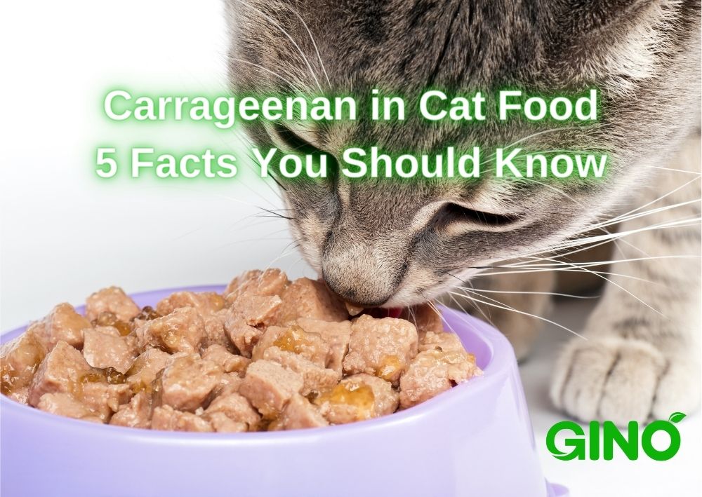 Carrageenan in Cat Food_ 5 Facts You Should Know
