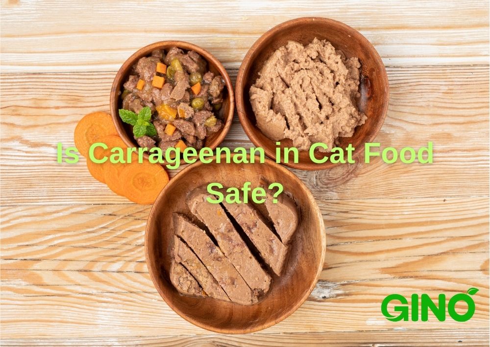 Is Carrageenan in Cat Food Safe