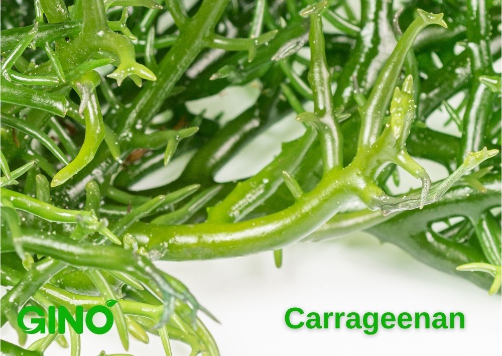 To Worry or Not to Worry About Carrageenan