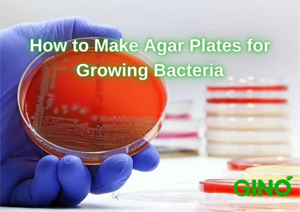 How to Make Agar Plates for Growing Bacteria