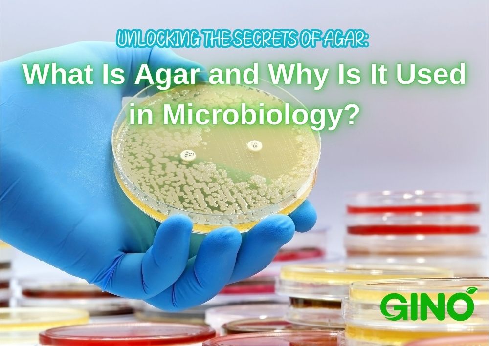 Unlocking the Secrets of Agar_ What Is Agar and Why Is It Used in Microbiology