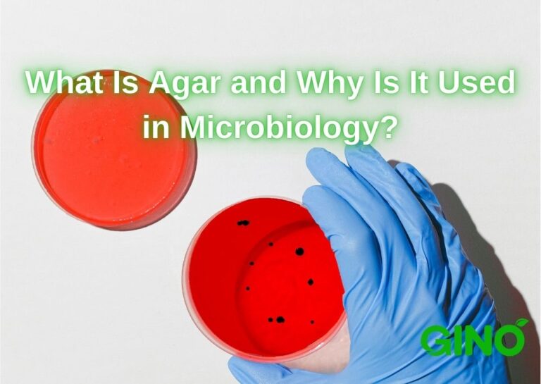 What Is Agar And Why It Used In Microbiology? 