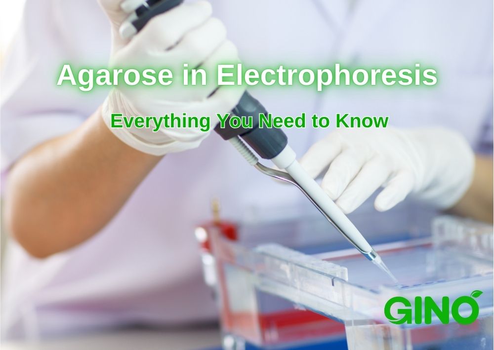 Agarose in Electrophoresis_ Everything You Need to Know