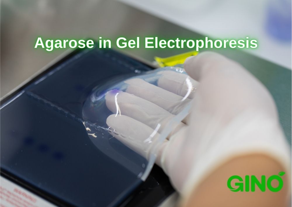 Agarose in Gel Electrophoresis