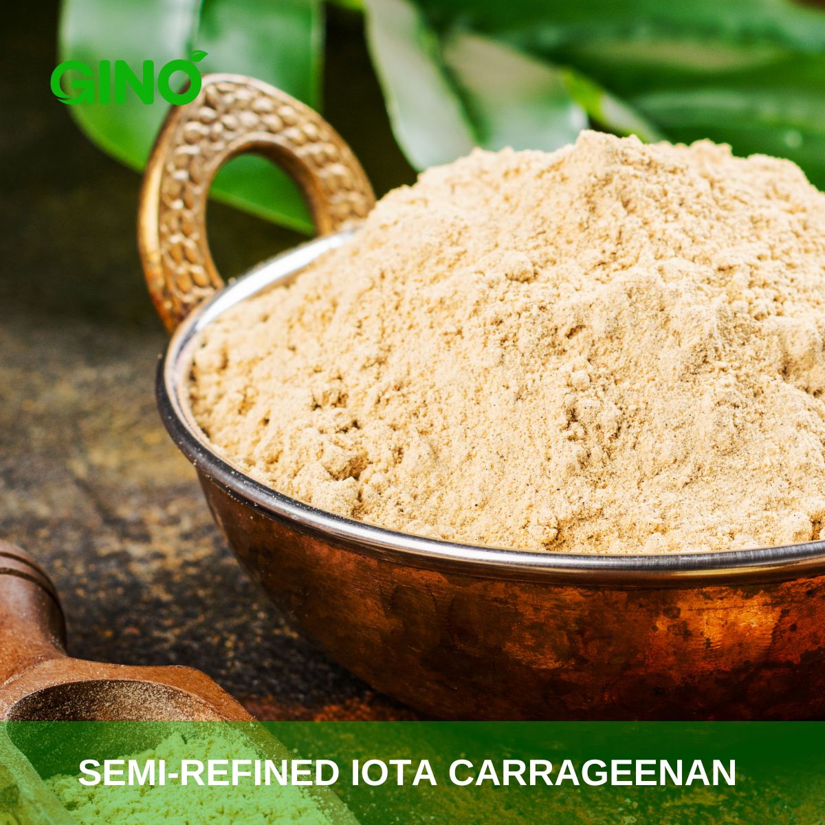 Iota Carrageenan Powder_Gino (3)