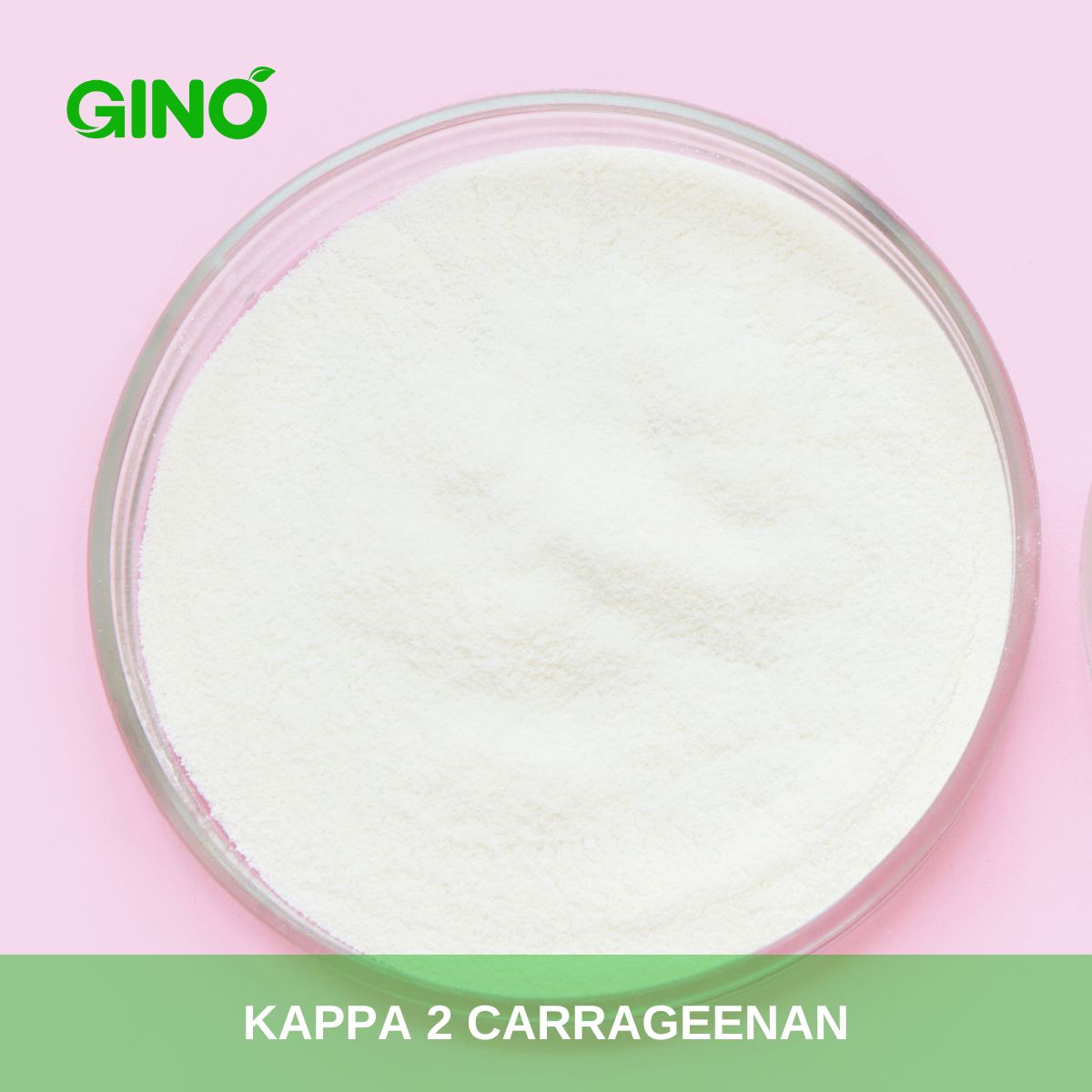 Kappa 2 Carrageenan_Gino Biotech (2)