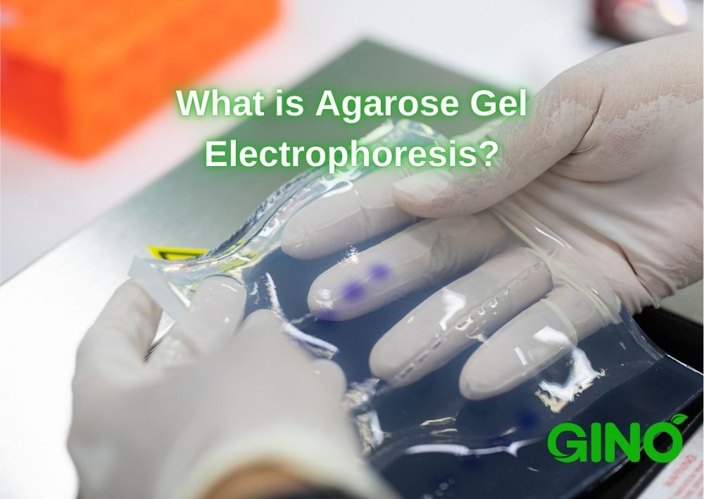 What is Agarose Gel Electrophoresis