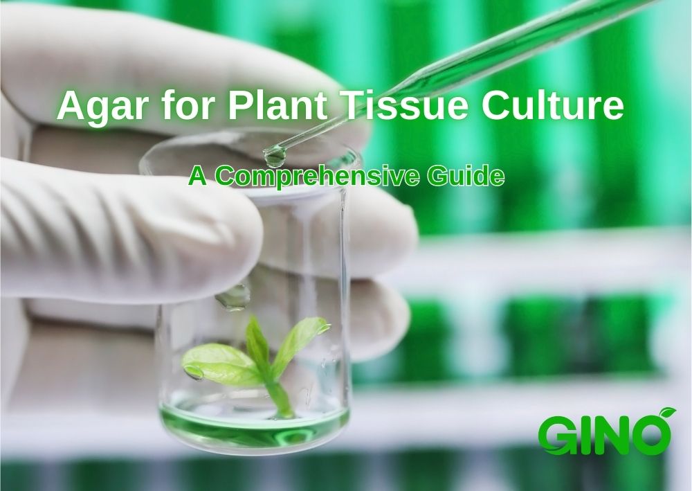 Agar for Plant Tissue Culture_ A Comprehensive Guide