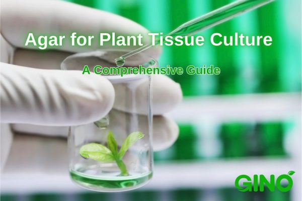 Agar for Plant Tissue Culture_ A Comprehensive Guide